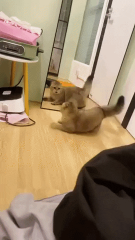 cuteanimalland giphyupload GIF