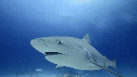 WeAreWater giphygifmaker ocean shark slowmotion GIF