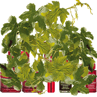 Beauty Face Cream Sticker by Apivita