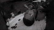fear factor rats GIF