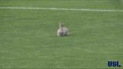 soccer hopping GIF by USL