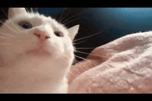 Video gif. A white cat bobs its head to the beat, jamming to some music.