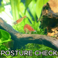 Red Cherry Shrimp GIF
