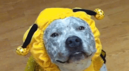 cat dog GIF