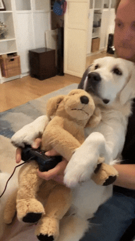cuteanimalland giphyupload GIF