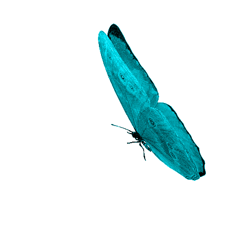 Pink Butterfly Sticker