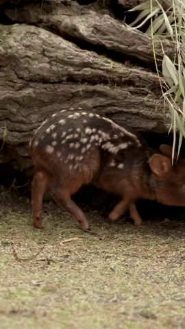 Tiny Newborn Deer Nestles Under Log at San Diego Zoo