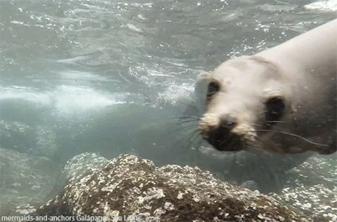 sea lions GIF