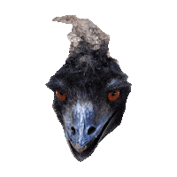 crow STICKER by imoji