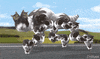 cat GIF