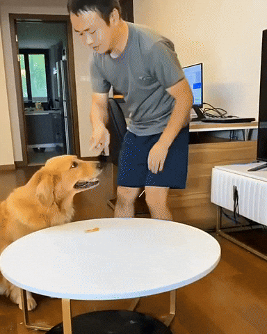 cuteanimalland giphyupload GIF