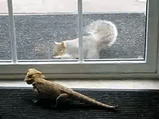 bearded dragons squirrels GIF by Cheezburger