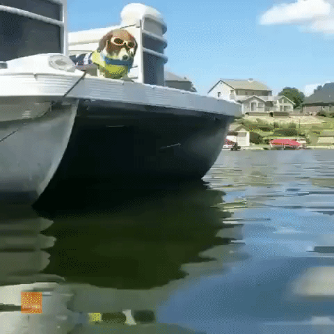 Fearless Dachshund Makes a Splash While Cruising on Boat
