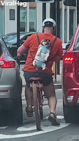 Dog with Hat and Sunglasses Rides on Back