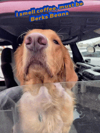 berksbeans coffee murphy berks beans berksbeans GIF