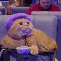 Hungry Scottish Fold GIF by Respective