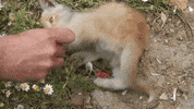 cat GIF by For 91 Days