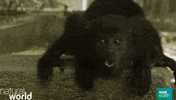 Natural World Laugh GIF by BBC Earth