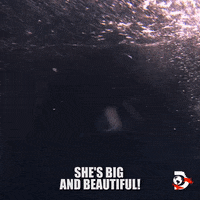 Comedy What GIF by Shark Week