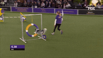 Bee Agility