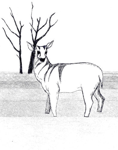 illustration deer GIF