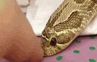 snake GIF