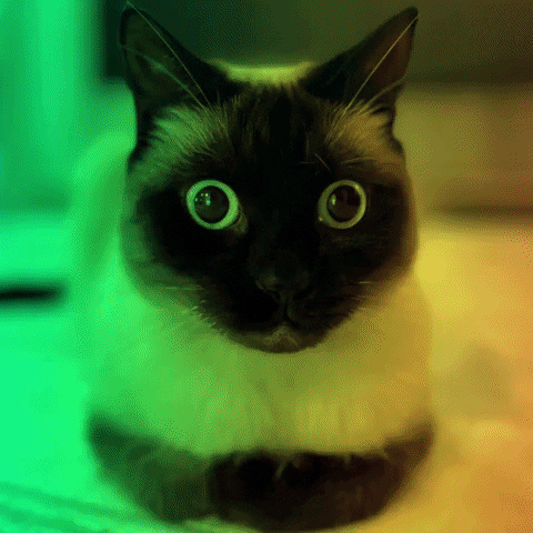 Siamese Cat GIF