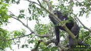 JaneGoodallInst animals wildlife chimp cute animals GIF