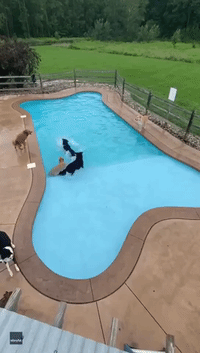 Video Captures Bird's Eye View of Pooch Pool Party