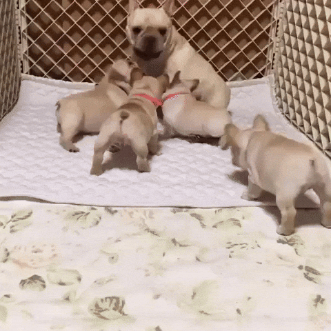 Family of French Bulldogs Cuddle and Play
