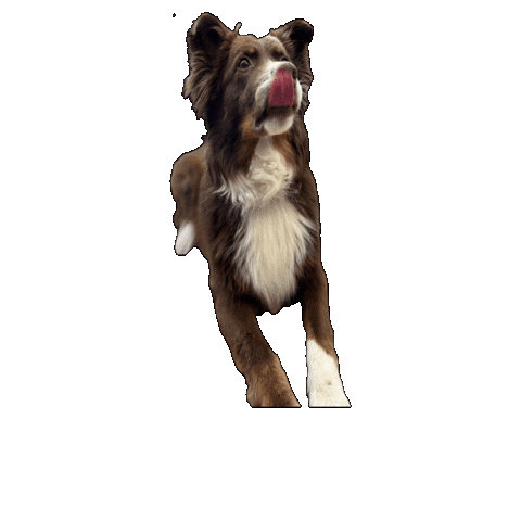 Dogs Puppy Sticker by Lanzerathbau