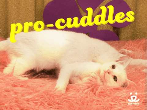 valentines day love GIF by Best Friends Animal Society