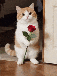 Propose I Love You GIF