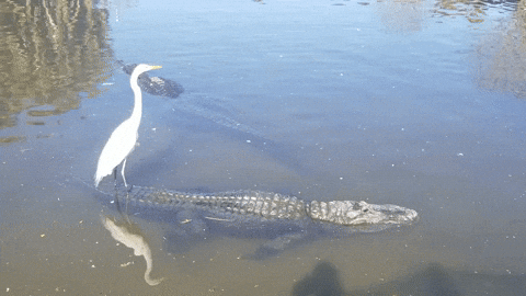 cuteanimalland giphyupload GIF
