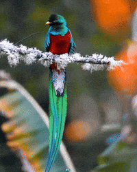 Tato17 guatemala maya chapin centroamerica GIF