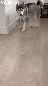 Husky Loses Treat Under Her Own Paw