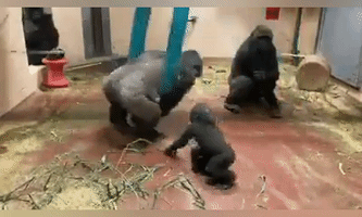Gorillas 'Monkey Around' During Morning Playtime