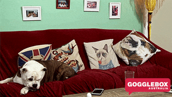 its a dogs life GIF by Gogglebox Australia