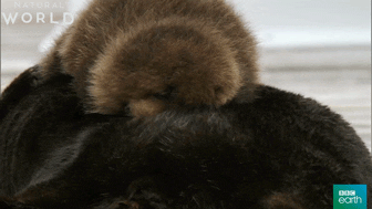 otter GIF by BBC Earth