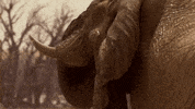 elephant GIF by Nat Geo Wild 