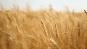 Celebrate Holy Ghost GIF
