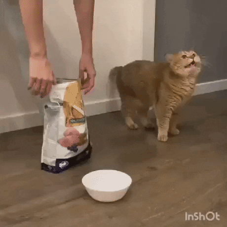 BaklolGifs giphyupload hooman please stop GIF