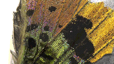 butterfly enhance GIF