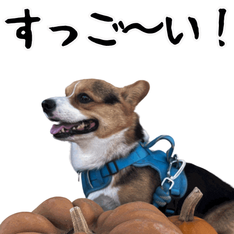 Corgi Wow Sticker