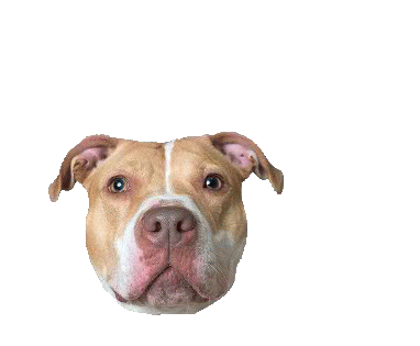 pit bull love Sticker by Sophie Gamand