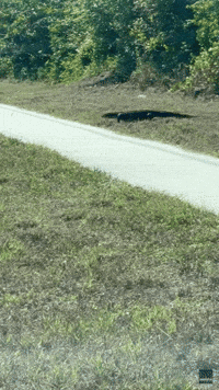 'He's Just Strutting Across The Road': Woman Shocked by Giant 5-Foot Lizard
