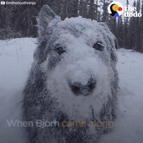 dog snow GIF by The Dodo