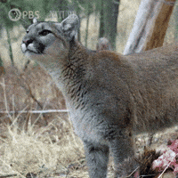 Explore Mountain Lion GIF by Nature on PBS