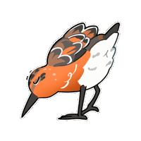 Red Knot Bird Sticker