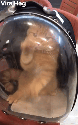 Cat in Carrier Wants to be Out with Owner